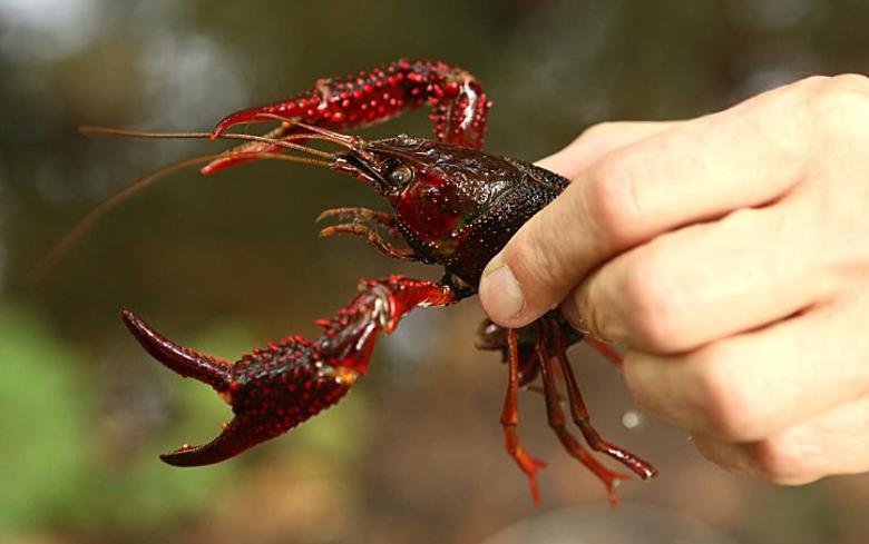 A hand holding a large, dark red crawfish with prominent claws. The crawfish is detailed, showcasing its textured shell and antennae. This special seafood stands out against the blurred background, keeping the focus on the exquisite crustacean and steady hand.