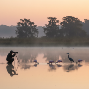 A birdwatcher with a camera and tripod photographs roseate spoonbills and a great blue heron wading in a misty marsh at sunrise, with soft pink and gold skies and cypress trees in the background.